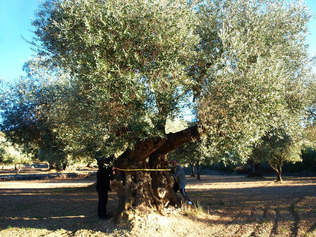 Restaurant & Rooms Cabrit Σαντ Ματέου Εξωτερικό φωτογραφία